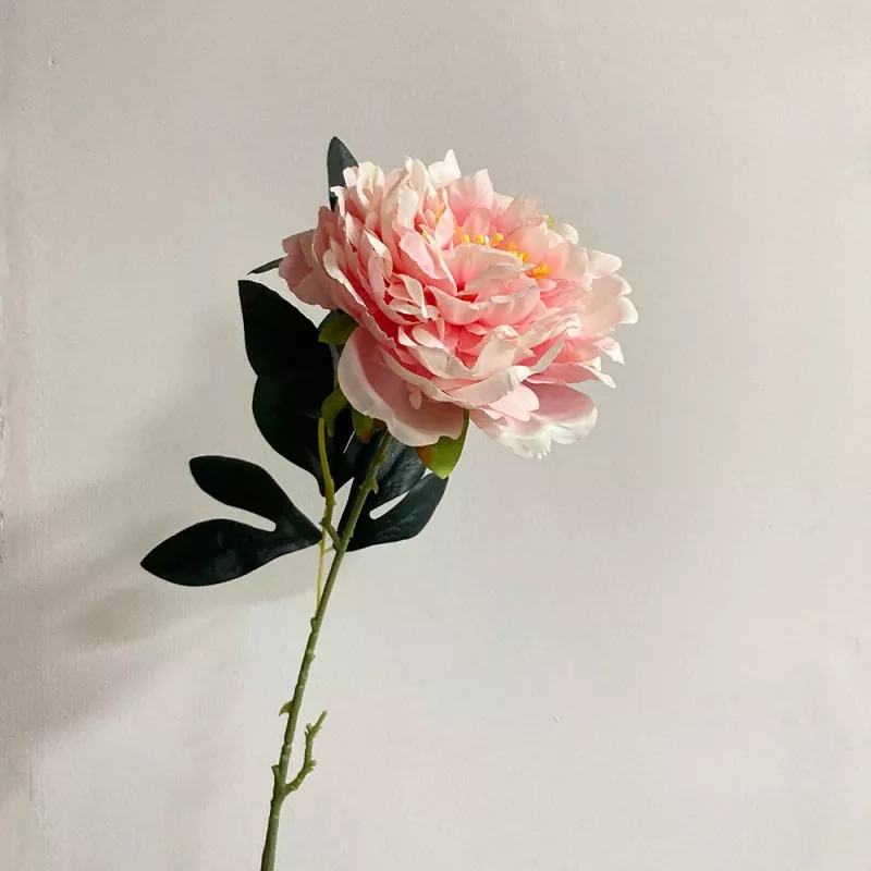 দীর্ঘ একক স্টেম নকল পিওনি
